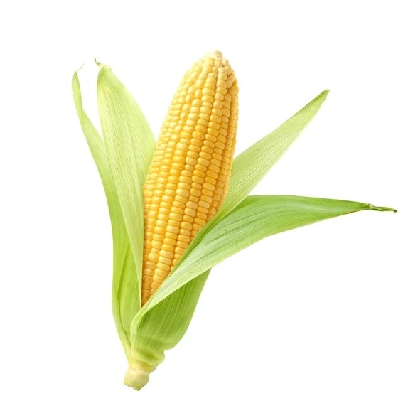 American Sweet Corn Cob (Bhutta) 1 pc