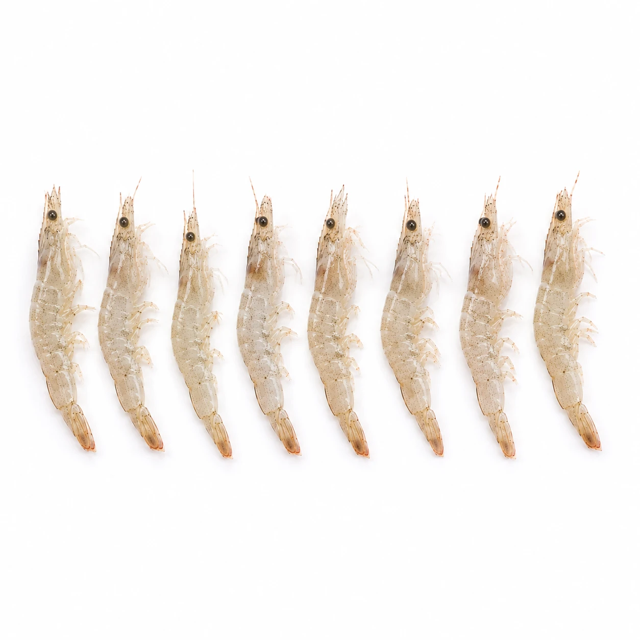 Panu Prawns 1 kg – Fresh Small Size Prawns