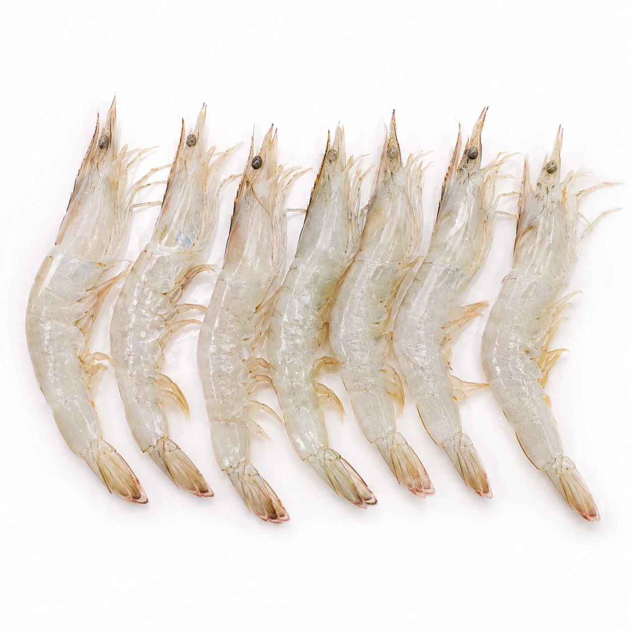 Kantala Prawns 250 g – Fresh Small Prawns