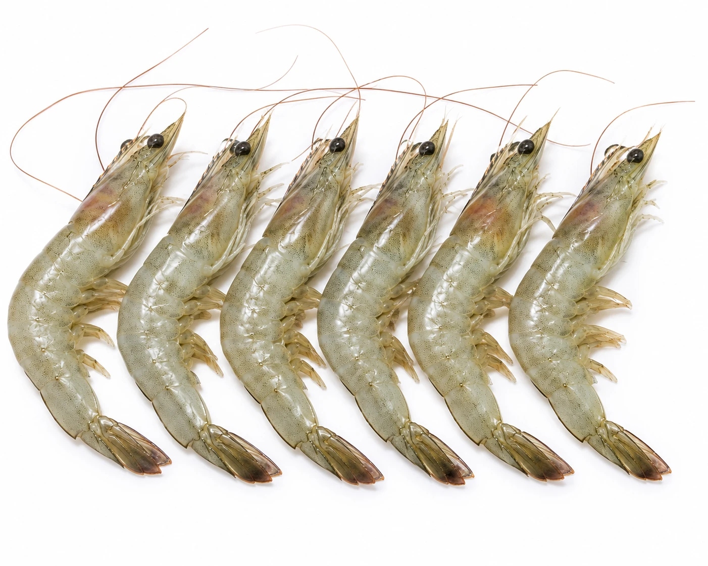 Vannamei Prawns 1 kg – Medium Vannamei Prawns